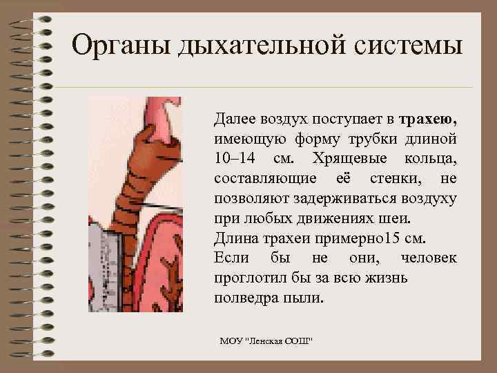 Органы дыхательной системы Далее воздух поступает в трахею, имеющую форму трубки длиной 10– 14