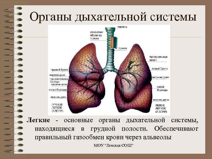 Органы дыхательной системы Легкие - основные органы дыхательной системы, находящиеся в грудной полости. Обеспечивают