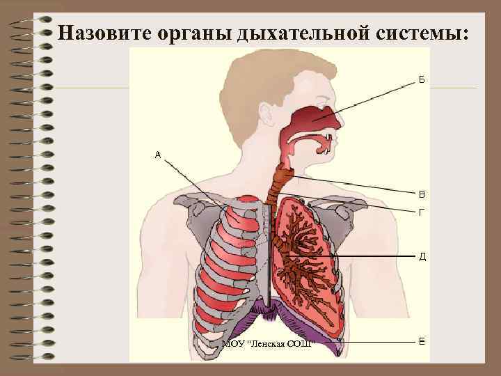 Назовите органы дыхательной системы: МОУ 