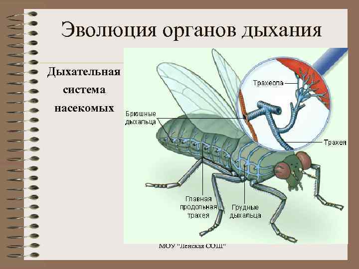 Эволюция органов дыхания Дыхательная система насекомых МОУ 