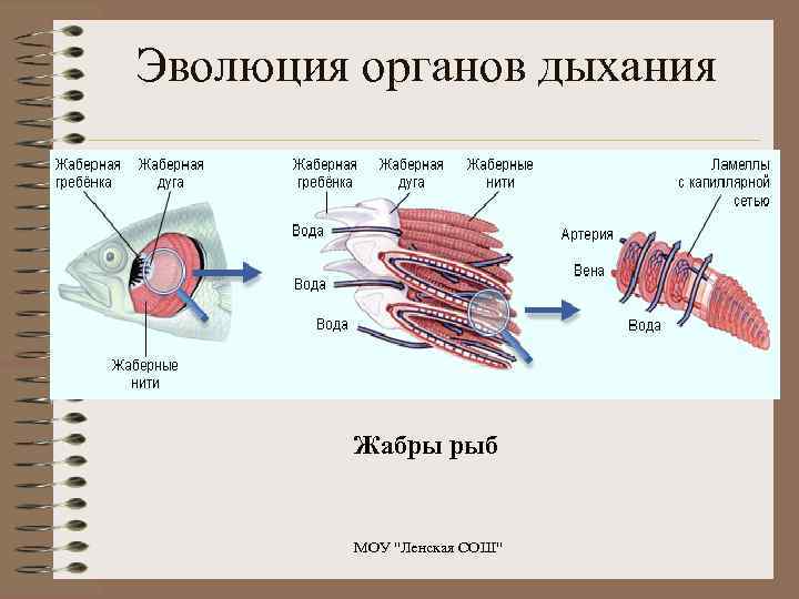 Эволюция органов дыхания Жабры рыб МОУ 