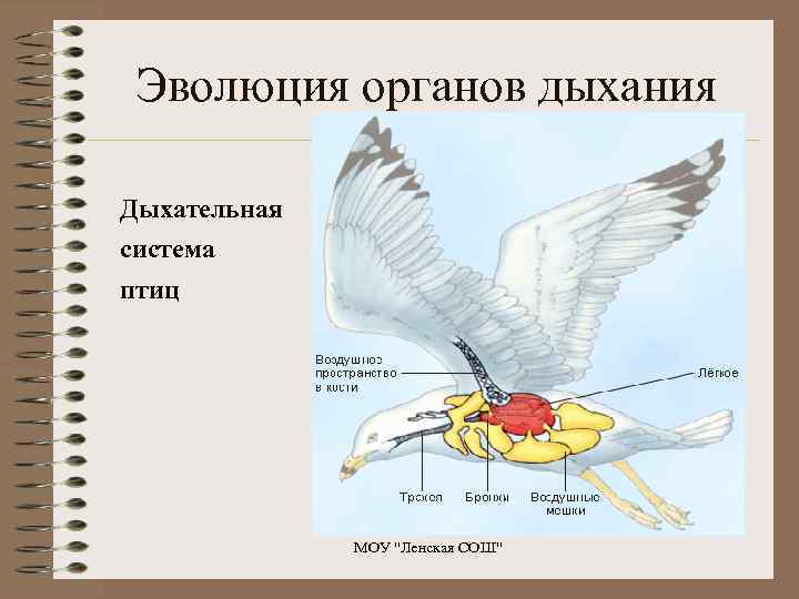 Эволюция органов дыхания Дыхательная система птиц МОУ 