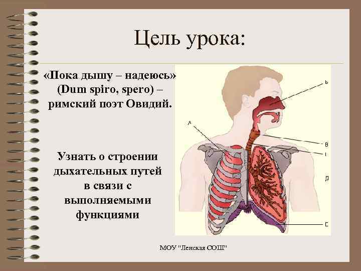 Цель урока: «Пока дышу – надеюсь» (Dum spiro, spero) – римский поэт Овидий. Узнать