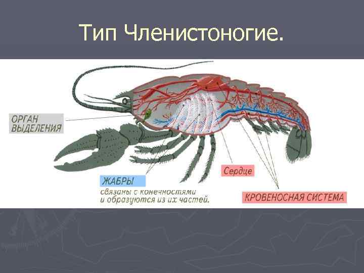 Тип Членистоногие. 