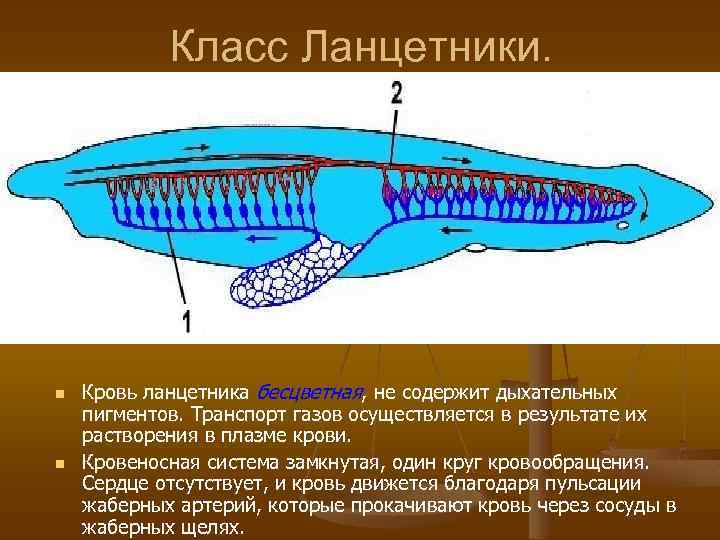 Класс Ланцетники. n n Кровь ланцетника бесцветная, не содержит дыхательных пигментов. Транспорт газов осуществляется