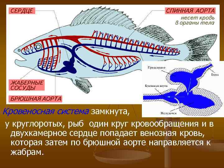 Кровеносная система замкнута, у круглоротых, рыб один круг кровообращения и в двухкамерное сердце попадает