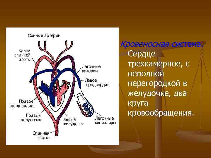 Кровеносная система. Сердце трехкамерное, с неполной перегородкой в желудочке, два круга кровообращения. 