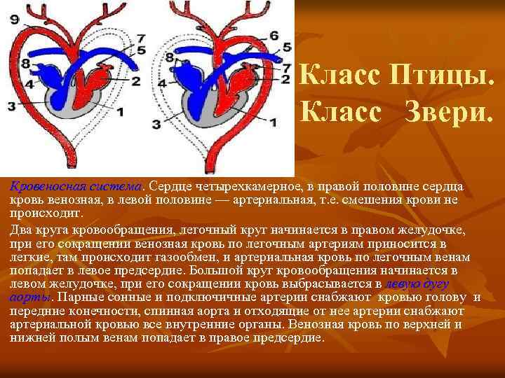 Класс Птицы. Класс Звери. Кровеносная система. Сердце четырехкамерное, в правой половине сердца кровь венозная,