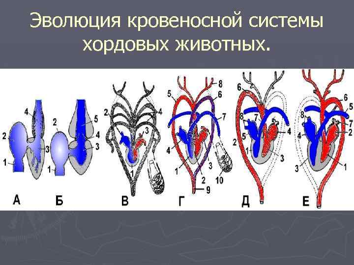 Эволюция кровеносной системы хордовых животных. 