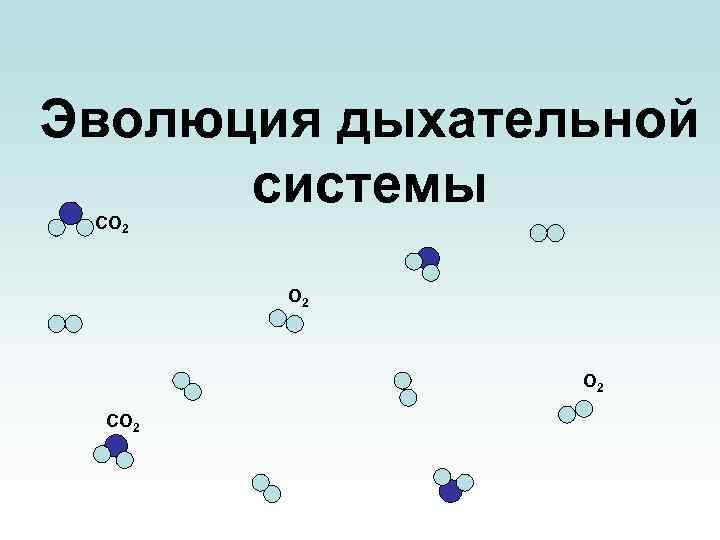 Эволюция дыхательной системы СО 2 О 2 СО 2 