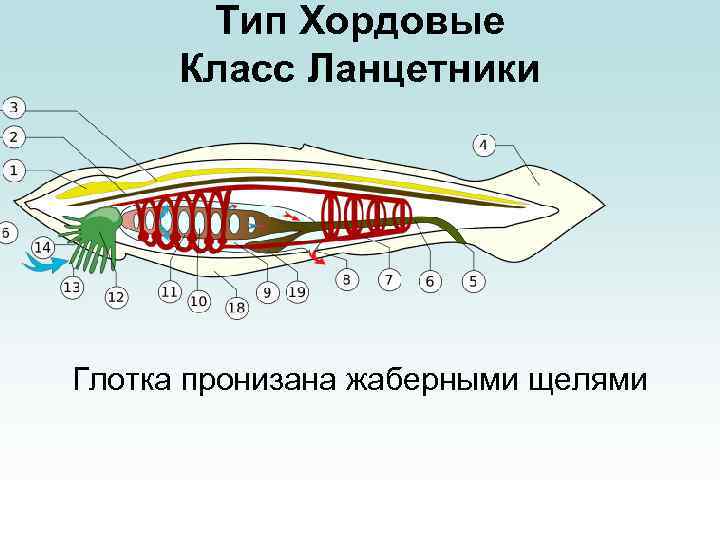 Тип Хордовые Класс Ланцетники Глотка пронизана жаберными щелями 