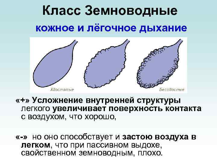 Класс Земноводные кожное и лёгочное дыхание «+» Усложнение внутренней структуры легкого увеличивает поверхность контакта