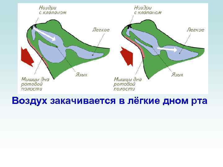 Воздух закачивается в лёгкие дном рта 