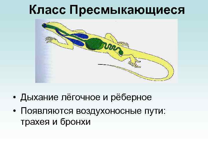 Класс Пресмыкающиеся • Дыхание лёгочное и рёберное • Появляются воздухоносные пути: трахея и бронхи