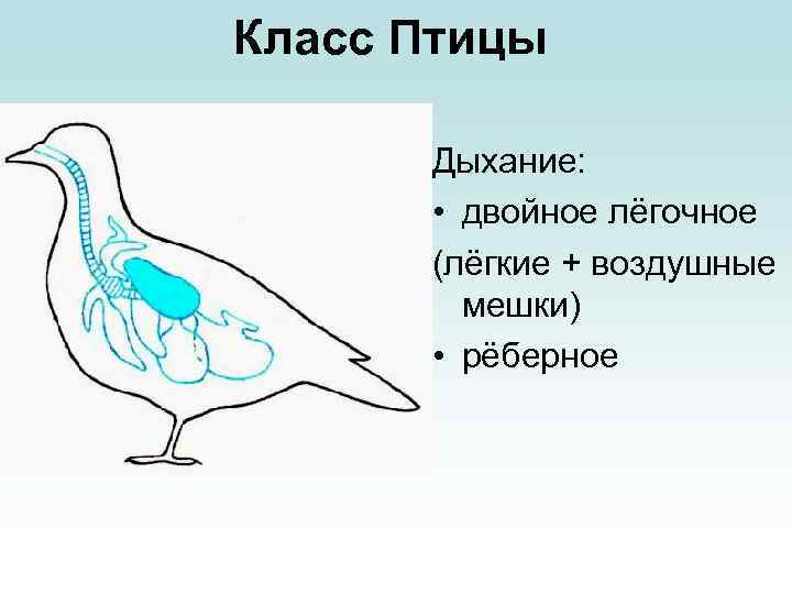 Класс Птицы Дыхание: • двойное лёгочное (лёгкие + воздушные мешки) • рёберное 