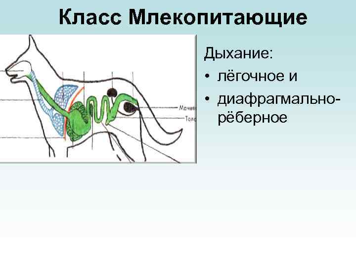Класс Млекопитающие Дыхание: • лёгочное и • диафрагмальнорёберное 