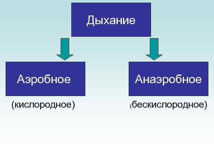 Дыхание Аэробное (кислородное) Анаэробное ( бескислородное) 