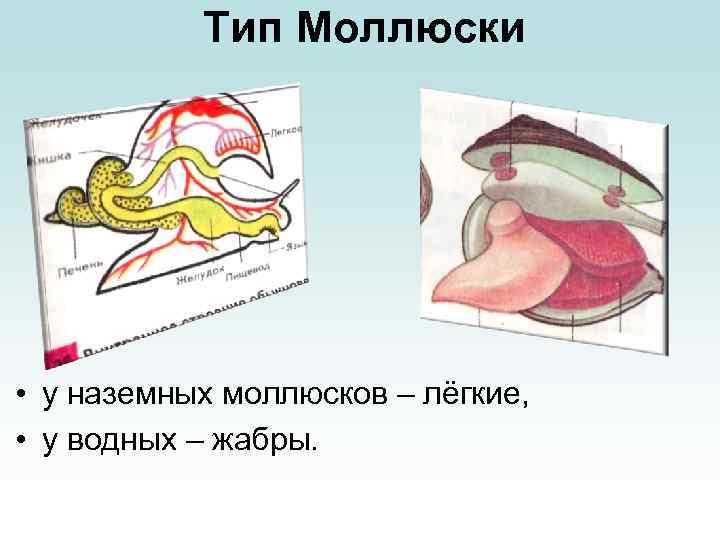 Тип Моллюски • у наземных моллюсков – лёгкие, • у водных – жабры. 