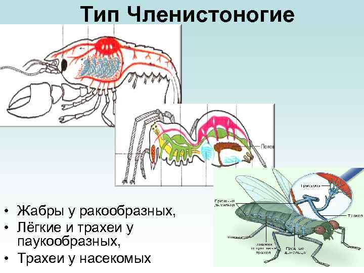 Тип Членистоногие • Жабры у ракообразных, • Лёгкие и трахеи у паукообразных, • Трахеи