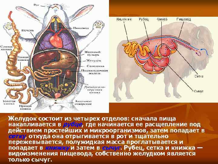 Желудок состоит из четырех отделов: сначала пища накапливается в рубце, где начинается ее расщепление