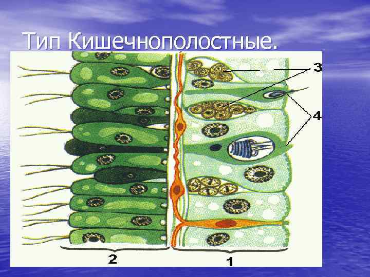 Тип Кишечнополостные. 