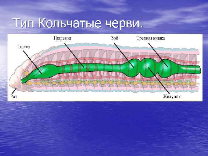 Тип Кольчатые черви. 