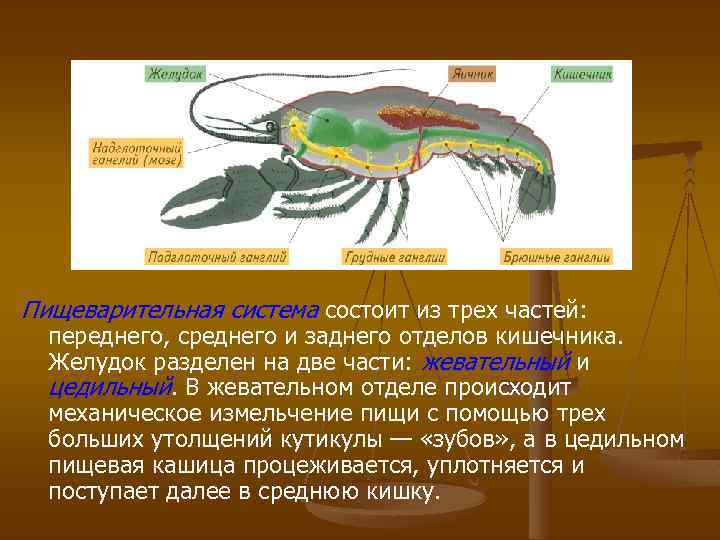 Пищеварительная система состоит из трех частей: переднего, среднего и заднего отделов кишечника. Желудок разделен