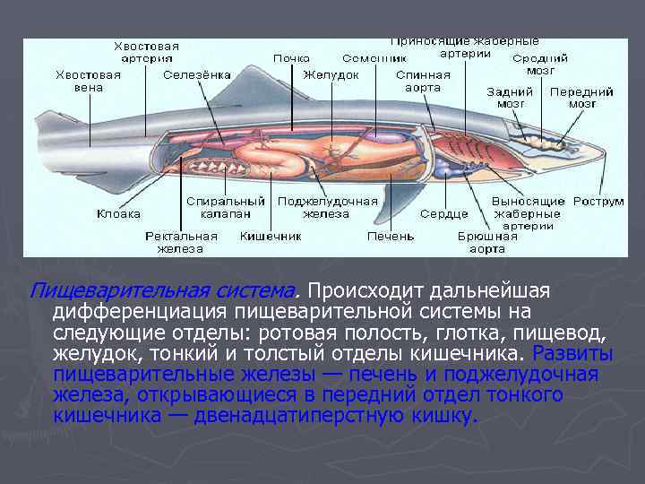 Пищеварительная система. Происходит дальнейшая дифференциация пищеварительной системы на следующие отделы: ротовая полость, глотка, пищевод,