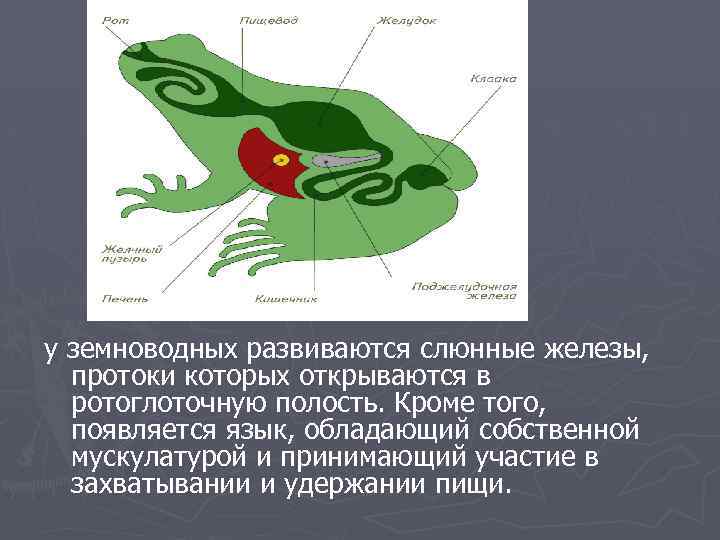 у земноводных развиваются слюнные железы, протоки которых открываются в ротоглоточную полость. Кроме того, появляется