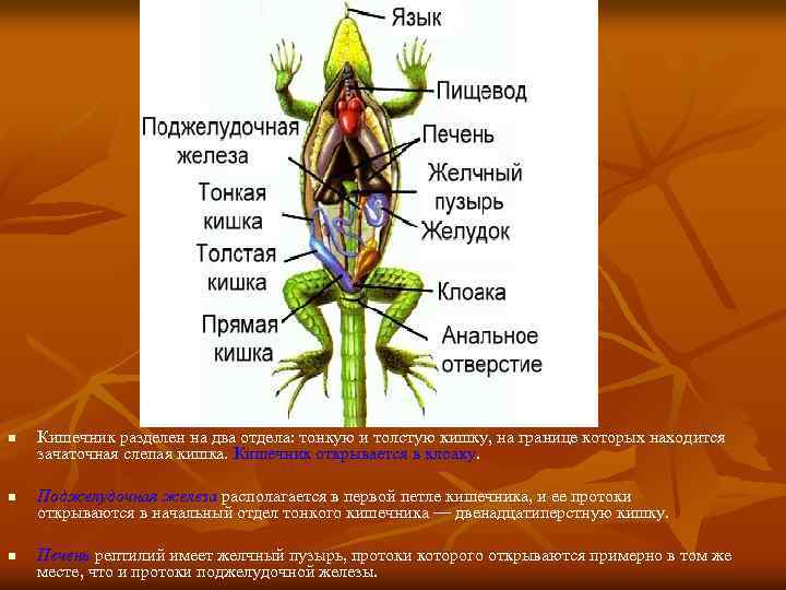 n n n Кишечник разделен на два отдела: тонкую и толстую кишку, на границе