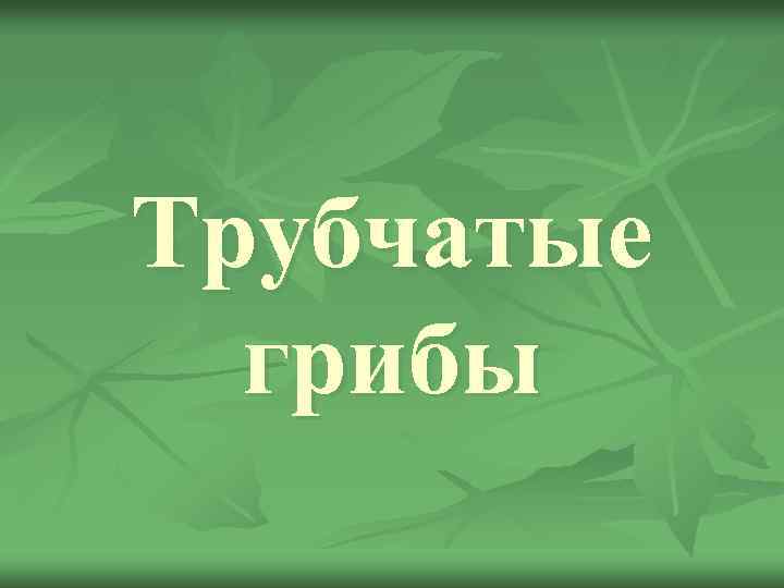 Трубчатые грибы 