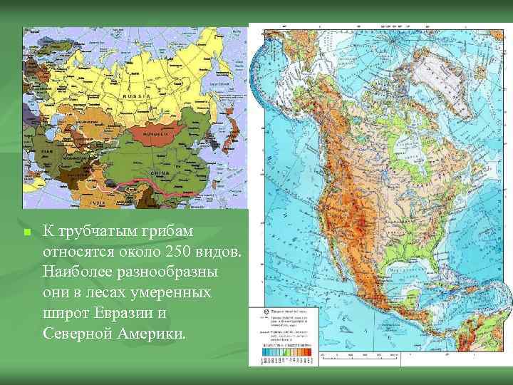 n К трубчатым грибам относятся около 250 видов. Наиболее разнообразны они в лесах умеренных