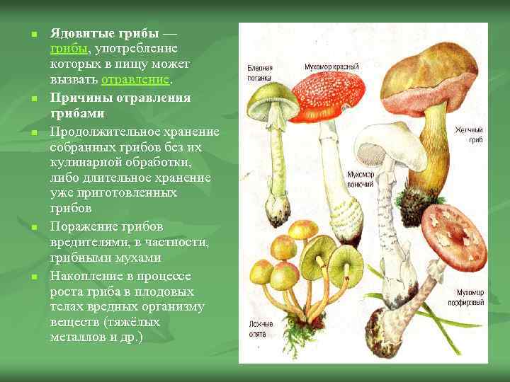 Схема сушеных грибов обработки