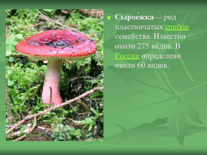 n Сырое жка— род пластинчатых грибов семейства. Известно около 275 видов. В России определено