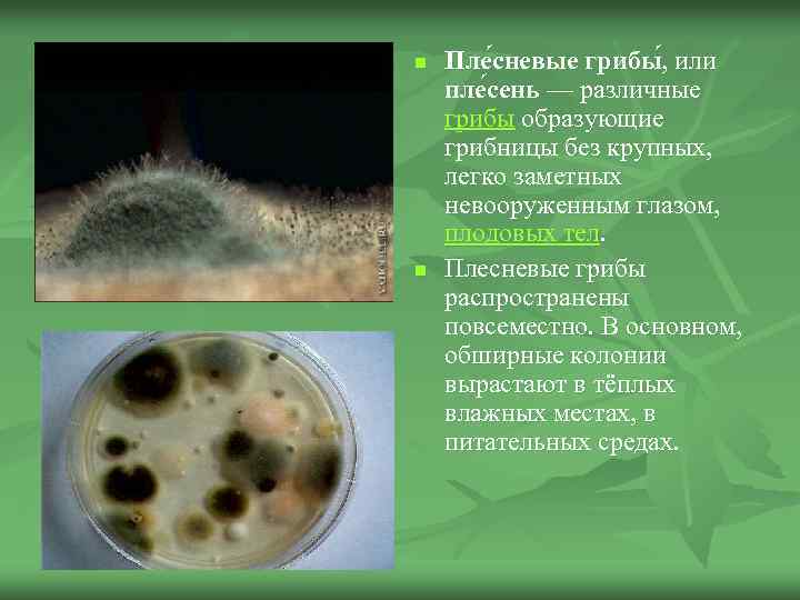 n n Пле сневые грибы , или пле сень — различные грибы образующие грибницы