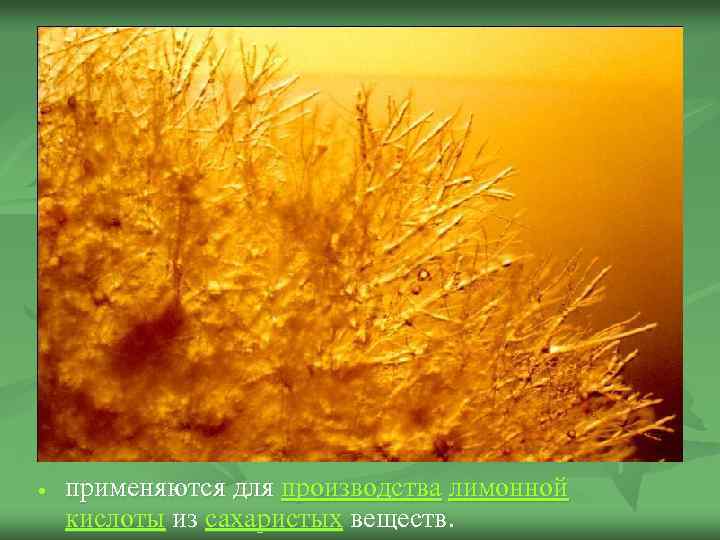  применяются для производства лимонной кислоты из сахаристых веществ. 