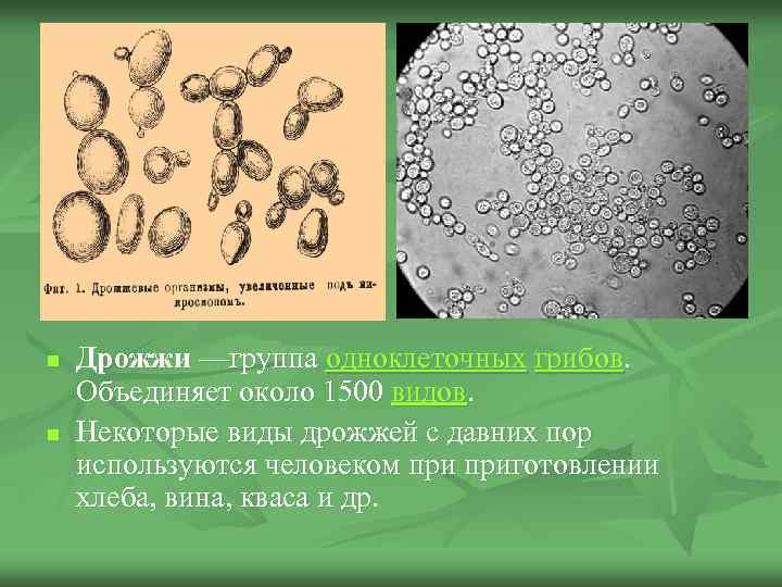n n Дрожжи —группа одноклеточных грибов. Объединяет около 1500 видов. Некоторые виды дрожжей с