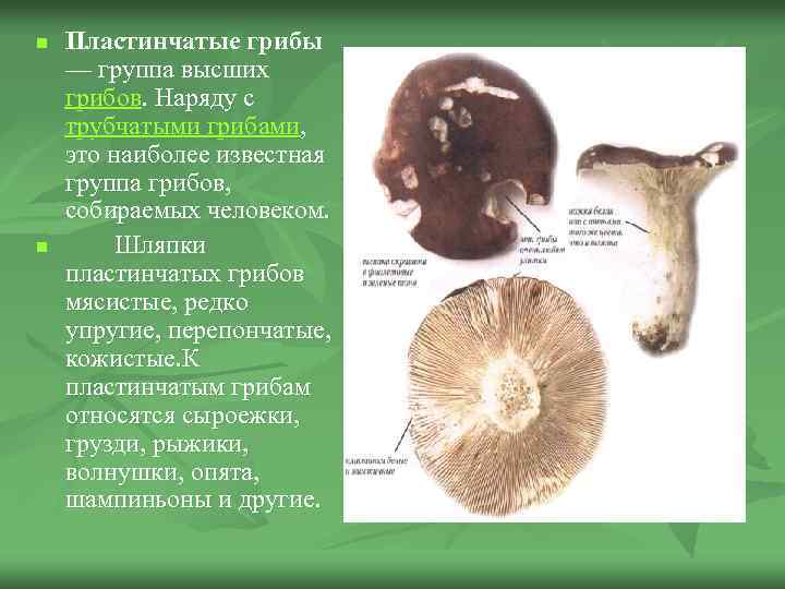 n n Пластинчатые грибы — группа высших грибов. Наряду с трубчатыми грибами, это наиболее