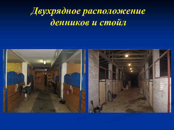 Двухрядное расположение денников и стойл 