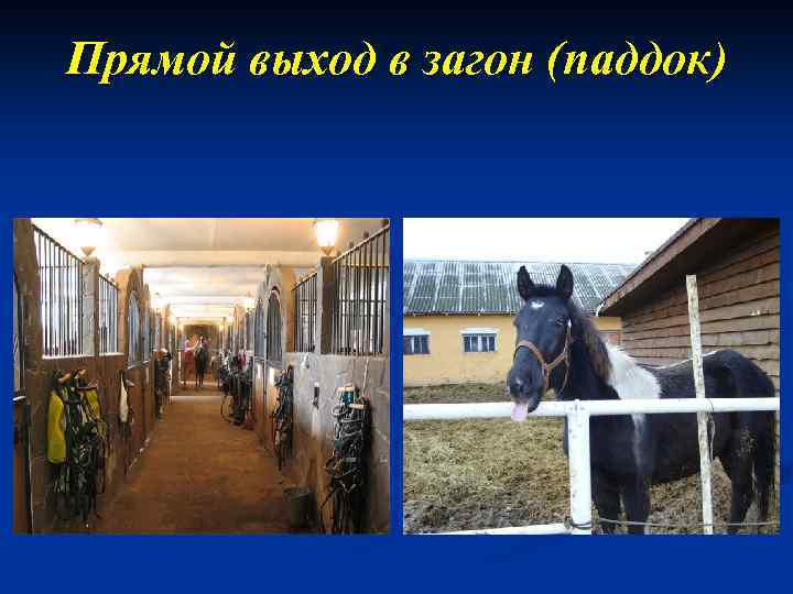 Прямой выход в загон (паддок) 