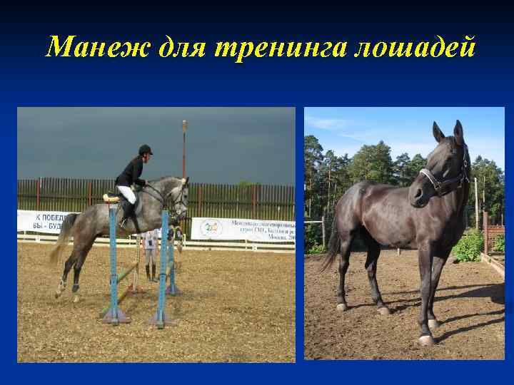 Манеж для тренинга лошадей 