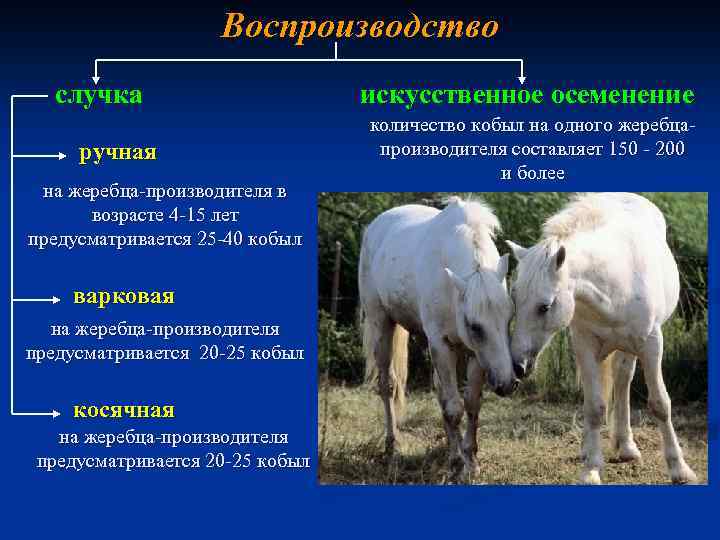 Воспроизводство случка ручная на жеребца-производителя в возрасте 4 -15 лет предусматривается 25 -40 кобыл