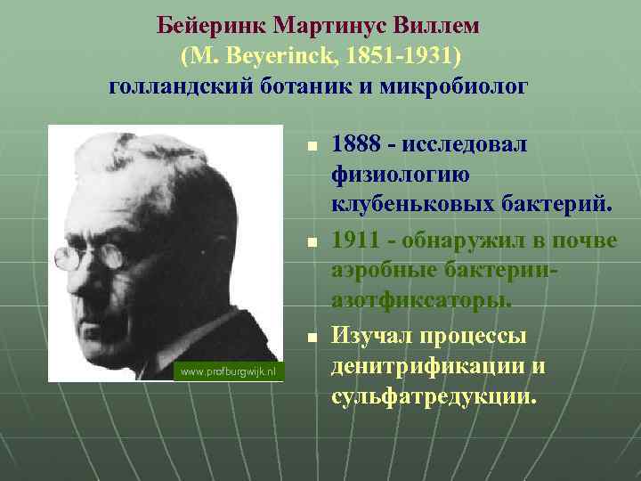 Бейеринк Мартинус Виллем (М. Beyerinck, 1851 -1931) голландский ботаник и микробиолог n n n