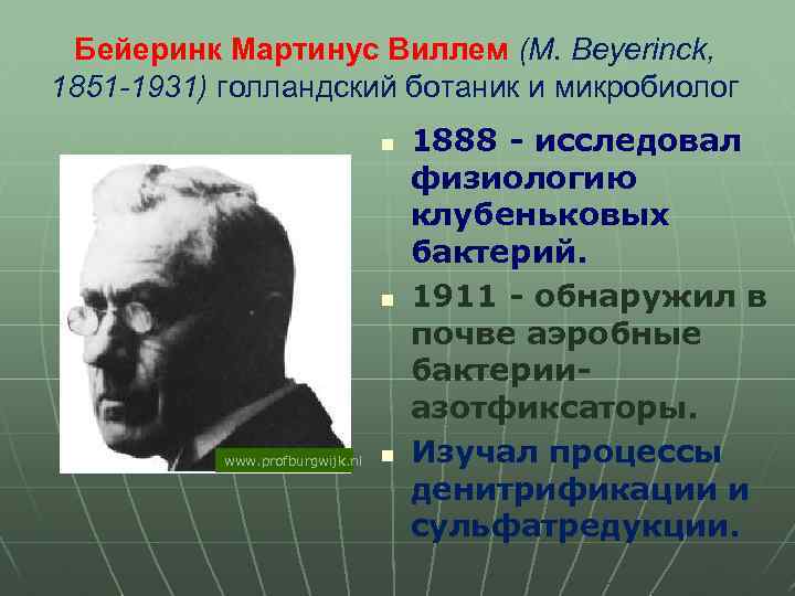 Бейеринк Мартинус Виллем (М. Beyerinck, 1851 -1931) голландский ботаник и микробиолог n n www.