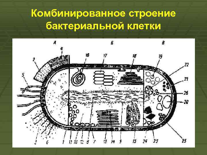 Как называется структура бактериальной клетки обозначенная на рисунке цифрой 1