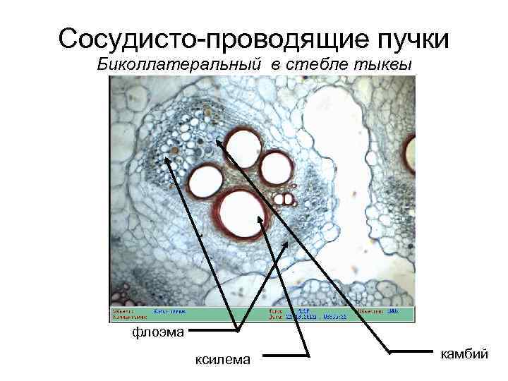 Сосудистые пучки в корневище образуют характерный рисунок