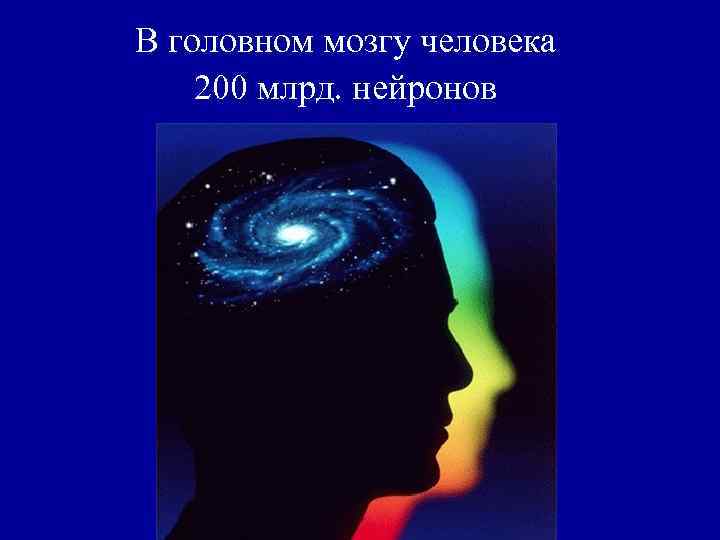 В головном мозгу человека 200 млрд. нейронов 