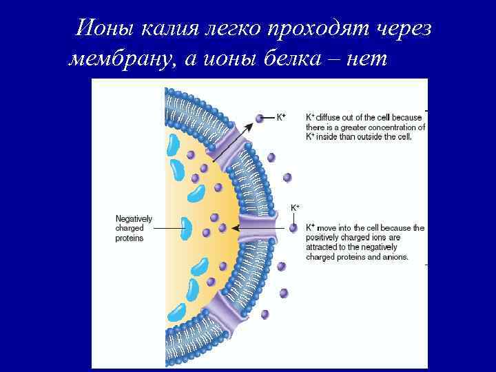 Ионы калия легко проходят через мембрану, а ионы белка – нет 