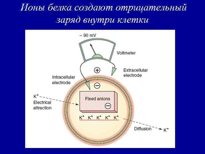 Ионы белка создают отрицательный заряд внутри клетки 