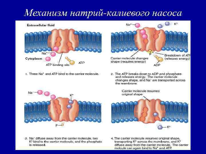 Механизм натрий-калиевого насоса 